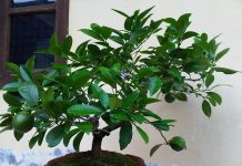 Đây chính là những loại cây sinh tài lộc mà gia đình nào cũng nên trồng ngay để phát tài